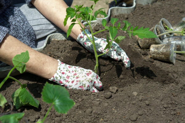 Pregătirea solului pentru plantarea răsadurilor