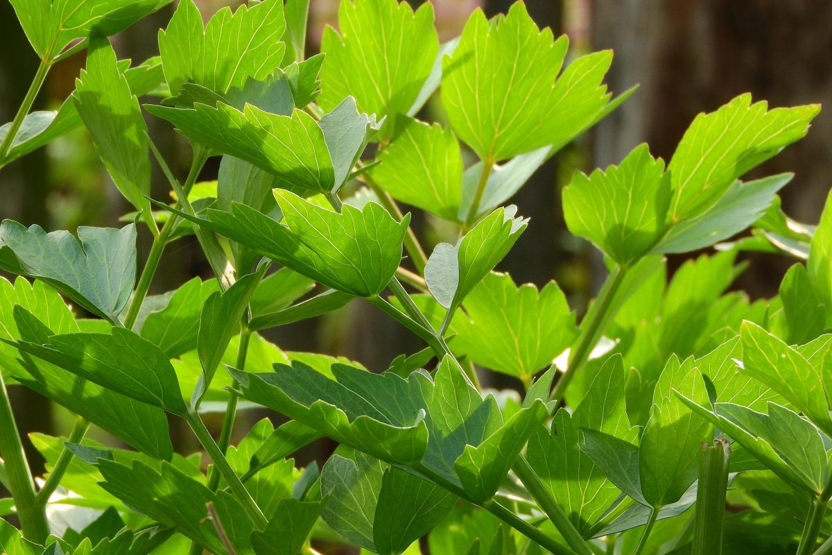 Cultivare leuştean